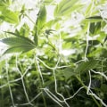 The Importance of Background Checks for Employees at Dispensaries in Maricopa County, Arizona