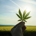 The Ultimate Guide to Obtaining a Cultivation License for Dispensaries in Maricopa County, Arizona