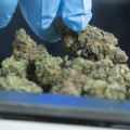 The Ultimate Guide to Dispensaries in Maricopa County, Arizona