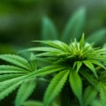 Navigating Dispensary Laws and Regulations in Maricopa County, Arizona