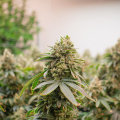 The Impact of Unlicensed Dispensaries in Maricopa County, Arizona