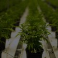 The Importance of Education at Dispensaries in Maricopa County, Arizona
