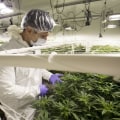 The Impact of Dispensaries on the Local Economy in Maricopa County, Arizona