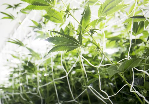 The Importance of Background Checks for Employees at Dispensaries in Maricopa County, Arizona