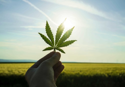 The Ultimate Guide to Obtaining a Cultivation License for Dispensaries in Maricopa County, Arizona