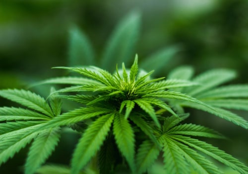 Navigating Dispensary Laws and Regulations in Maricopa County, Arizona