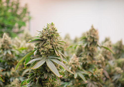 The Impact of Unlicensed Dispensaries in Maricopa County, Arizona