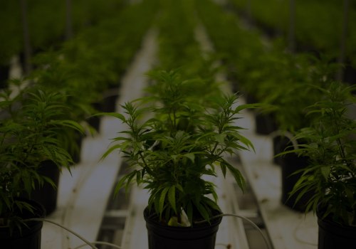 The Growing Presence of Medical Marijuana Dispensaries in Maricopa County, Arizona