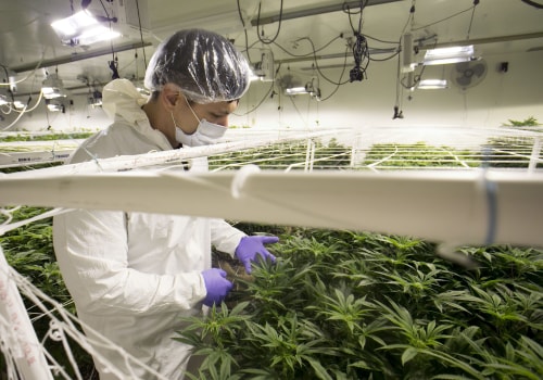The Impact of Dispensaries on the Local Economy in Maricopa County, Arizona